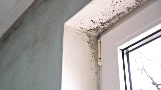 Best Emergency Mold Remediation  in Exeter, CA