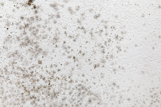 Best Water Damage & Mold Remediation  in Exeter, CA