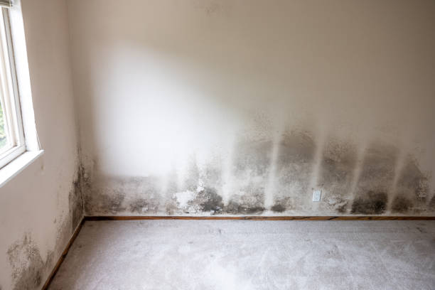 Best Airborne Mold Testing  in Exeter, CA